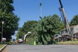 tree is being removed in image
